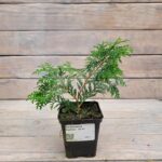 Туя западная Вареана "Wareana" d9-10