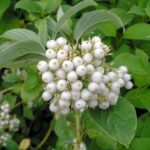 Дерен Сайбериан Перлз (Тайбериан перпл) 3,5л