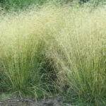 Дешампсия (щучка) 5л