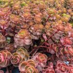 Седум (Очиток) Драгонс Блад d12