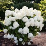 Гортензия метельчатая Ливинг Саммер Сноу "Living Summer Snow" 2л