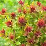 Спирея Спарклинг Шампань 2,1л (d15-17)