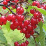 Смородина красная Уральские зори 3,5л