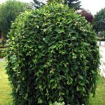 Ива козья Пендула штамб 3л