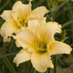 Лилейник гибридный Эвери Дейлили Крим d15