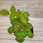 Малина Имара "Imara" 2л — изображение 2