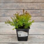 Туя западная Фаер Чиф "Fire Chief" d9-10