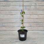 Клематис интергрифолия цельнолистный Арабелла d15