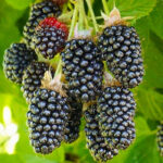 Ежевика Блэк Бат "Black Butte" d12