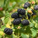 Ежевика Понка "Ponca" d12