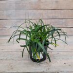 Осока гвоздичная d12