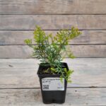 Туя западная Рейнголд "Rheingold" d9-10