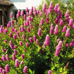 Спирея Билларда 3,5л