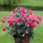 Фуксия прямостоячая d9-10