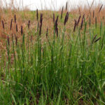 Лисохвост тросниковый d15