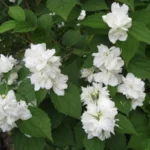 Чубушник Зоя Космодемьянская d12