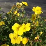 Лапчатка кустарниковая Медицина уил Маунтейн 3,5л