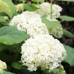 Гортензия древовидная Бьюти Бел Вайт "Beauty Bell White" d23  ИМПОРТ