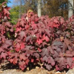 Гортензия дуболистная Бургунди "Burgundy" 3л