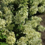 Гортензия метельчатая Перли Де Оутомн d12-13