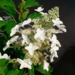 Гортензия метельчатая Папиллон "Papillon" 3л