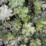 Гейхера Снежный Ангел Сноу Ангел "Snow Angel" d12