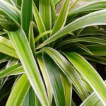 Хлорофитум Хохлатый Вариегатум (пестрый) d9-10