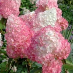 Гортензия метельчатая Пинк Даймонд 2л