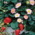 Клубника (земляника садовая) Роман "Roman" 3л