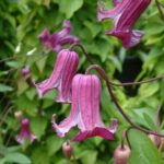 Клематис колокольчиковидный Фэй d15