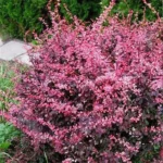 Барбарис Тунберга Арлекин "Harlequin" 2л