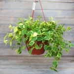 Пеперомия Лазящая (зеленая) кашпо d18