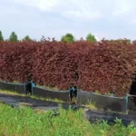 Пузыреплодник Леди ин Ред БЖИ (блок живой изгороди) 100*24*34