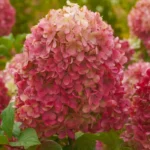 Гортензия метельчатая Краса Лесково "Krasa Leskovo" 3л