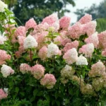 Гортензия метельчатая Диамантино 2л