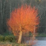 Ива белая Чермезина 3,5л