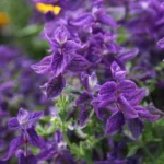 Шалфей (Сальвия) фиолетовый d12