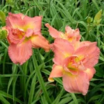 Лилейник Лонгифолиус Лузард d17