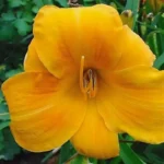 Лилейник Чикаго Санрайз d17