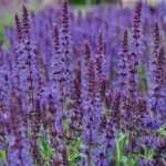 Шалфей (Сальвия) Нью Дайменшн Блю d12