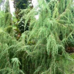 Можжевельник обыкновенный Хорстманн "Horstmann" d17 (2л) высота 30+