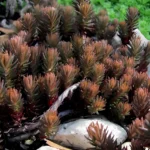 Седум (Очиток) Шоколад Болл "Chocolate Ball" d12