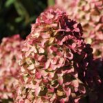 Гортензия метельчатая Мэджикал(Меджикал) Кэнди (Канди) 3л