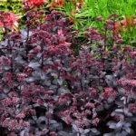 Седум (Очиток) Десерт Блэк d12