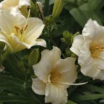 Лилейник Логфилдс Близард d17