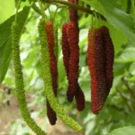 Шелковица (тутовник) извилистая Тортуоза 7л