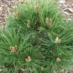 Сосна черная Нана d26