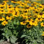 Рудбекия волосистая (мохнатая) Тото Микс "Toto mix" d12