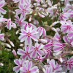 Флокс шиловидный Кенди Страйп d12