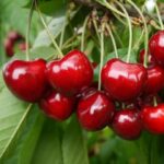 Черешня Сказка 15л